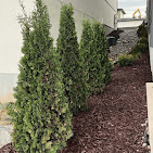 Row of newly planted arborvitae trees in fresh bark mulch along a wall